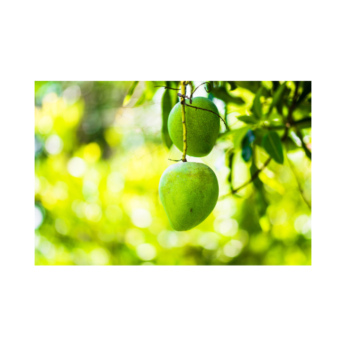 Gopalvog Mango